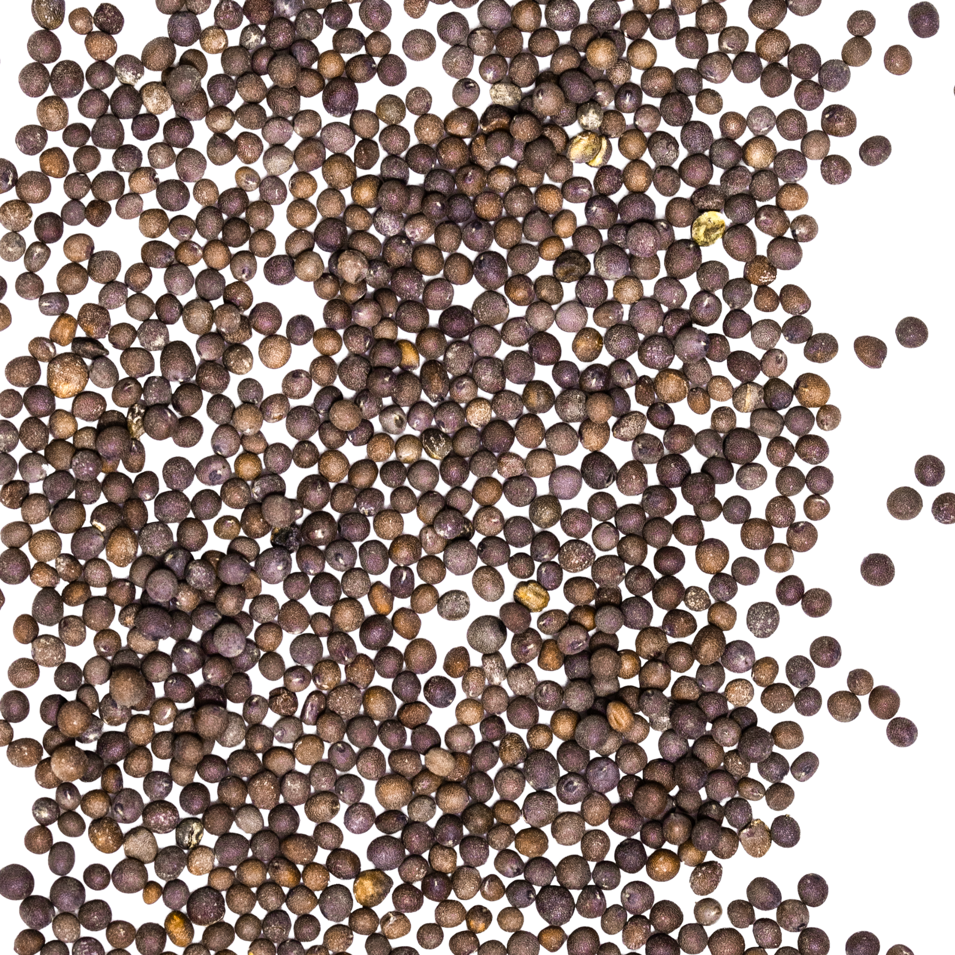 close up black mustard