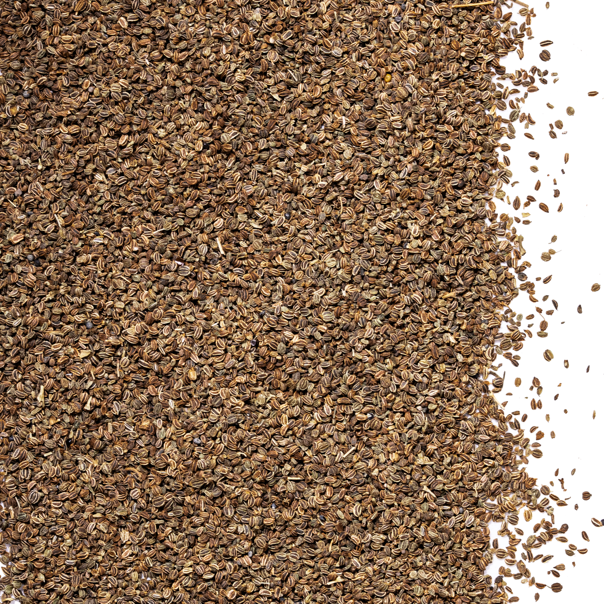 close up celery seed