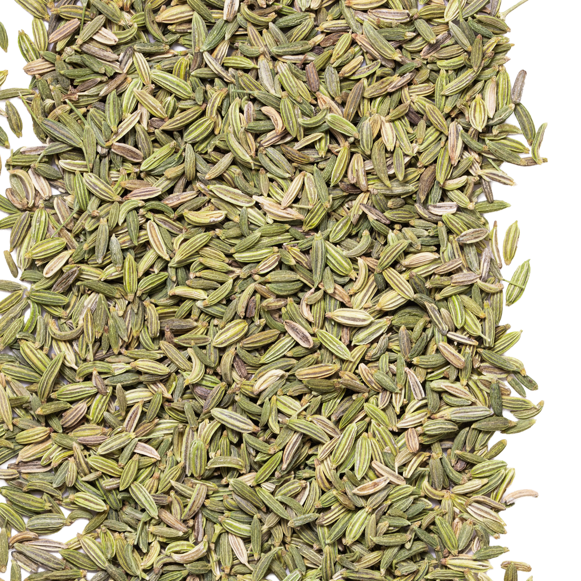 close up fennel seed