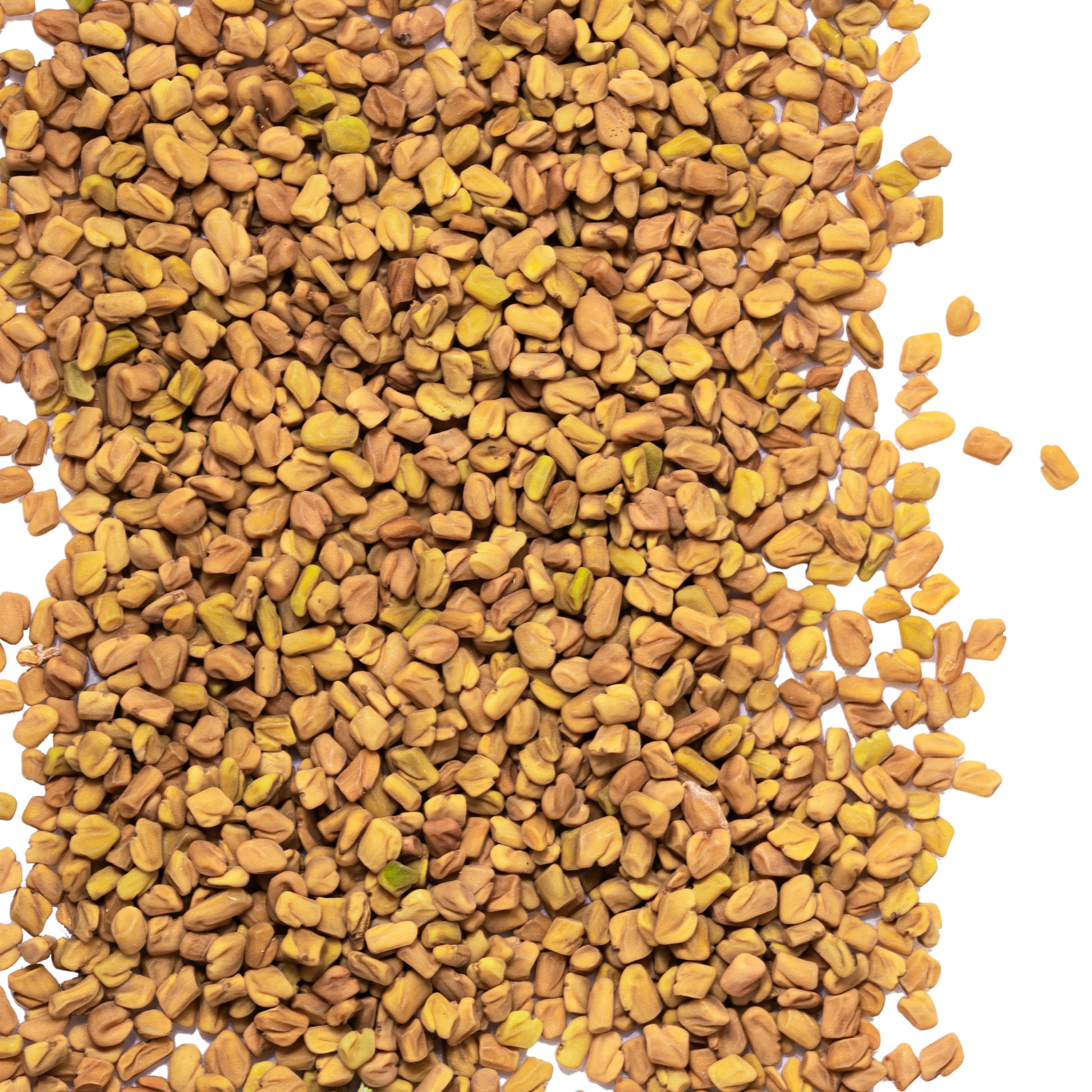 close up fenugreek seed