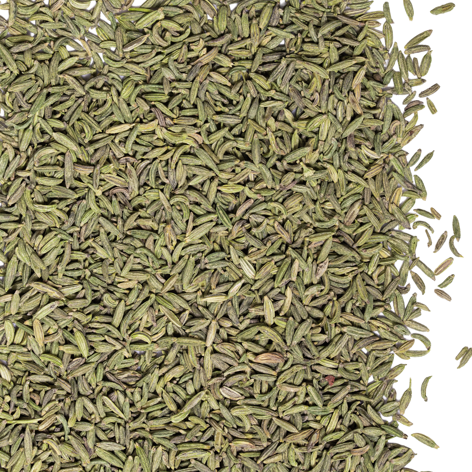 close up lucknow fennel