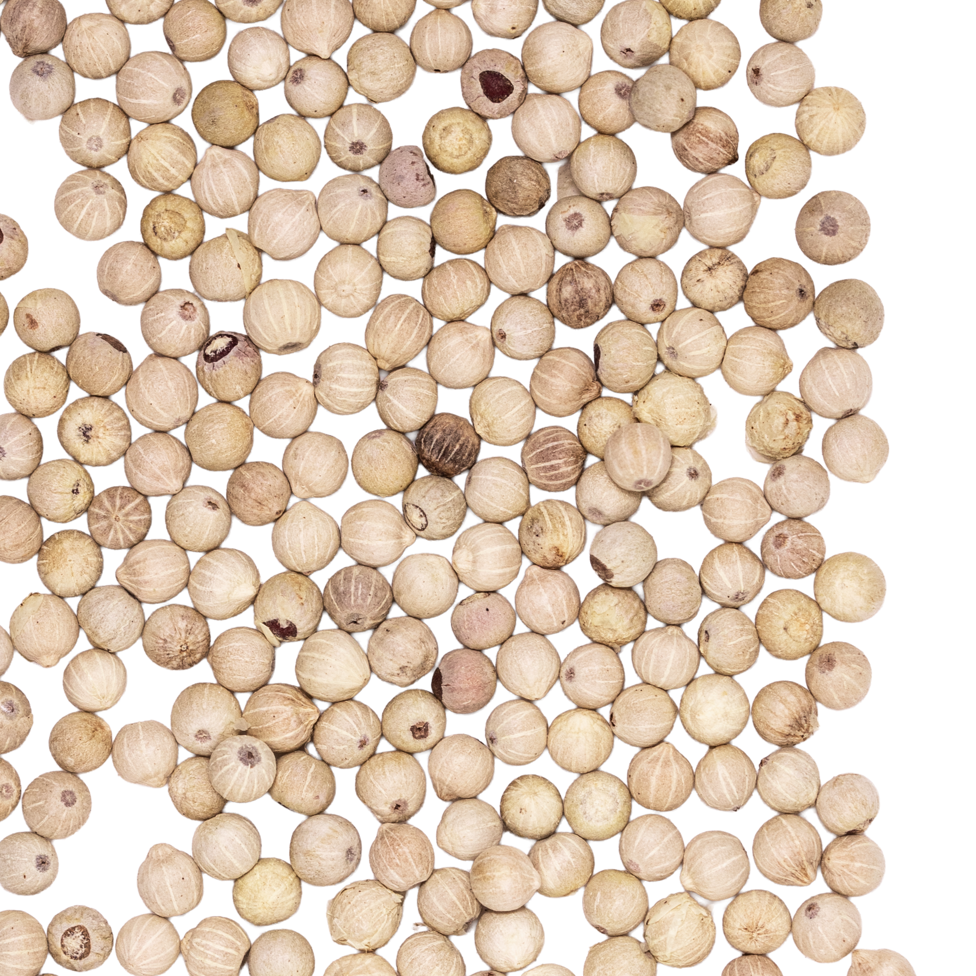 close up muntok white pepper