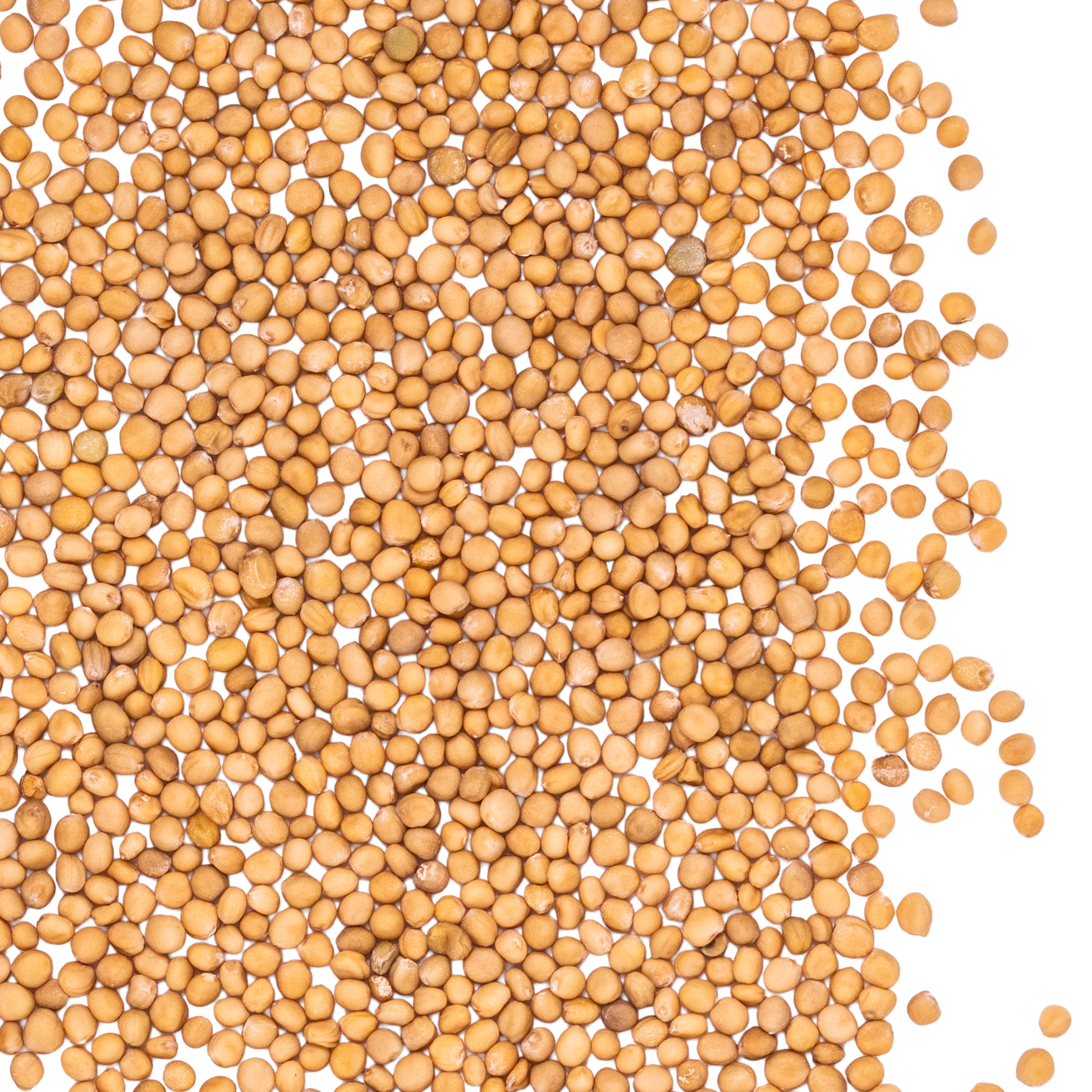 close up mustard yellow