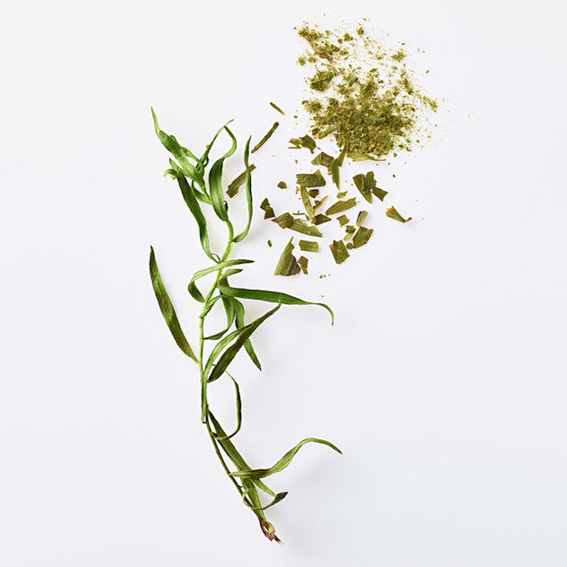 tarragon up close