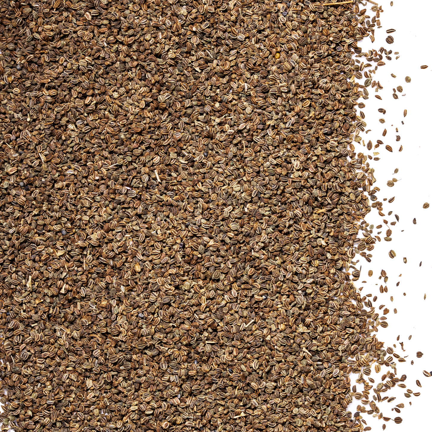 Celery Seed