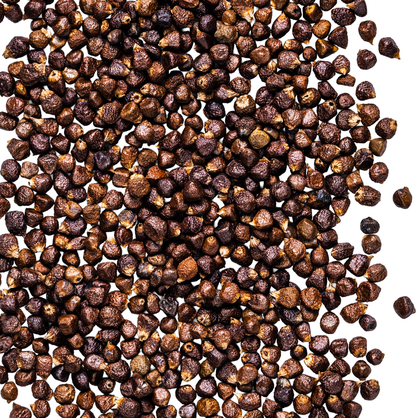 close up grains of paradise