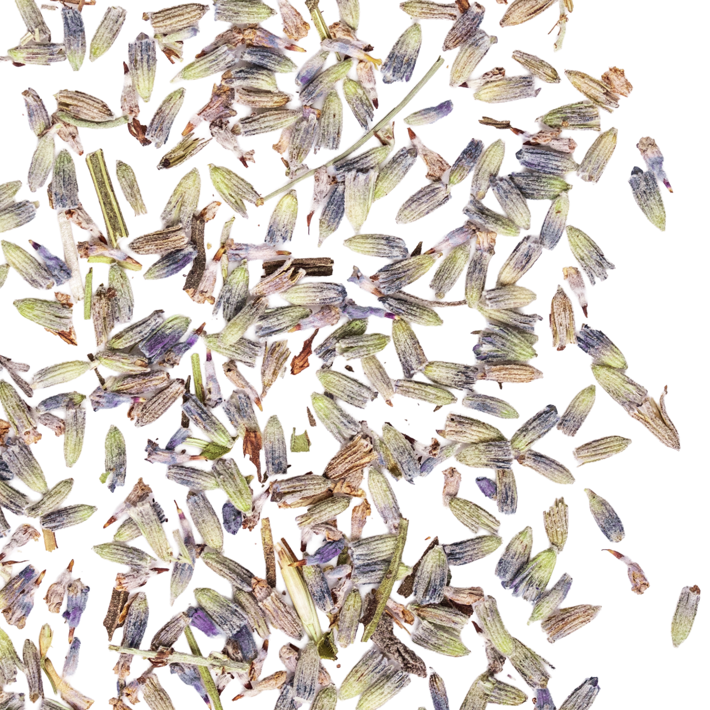 close up lavender