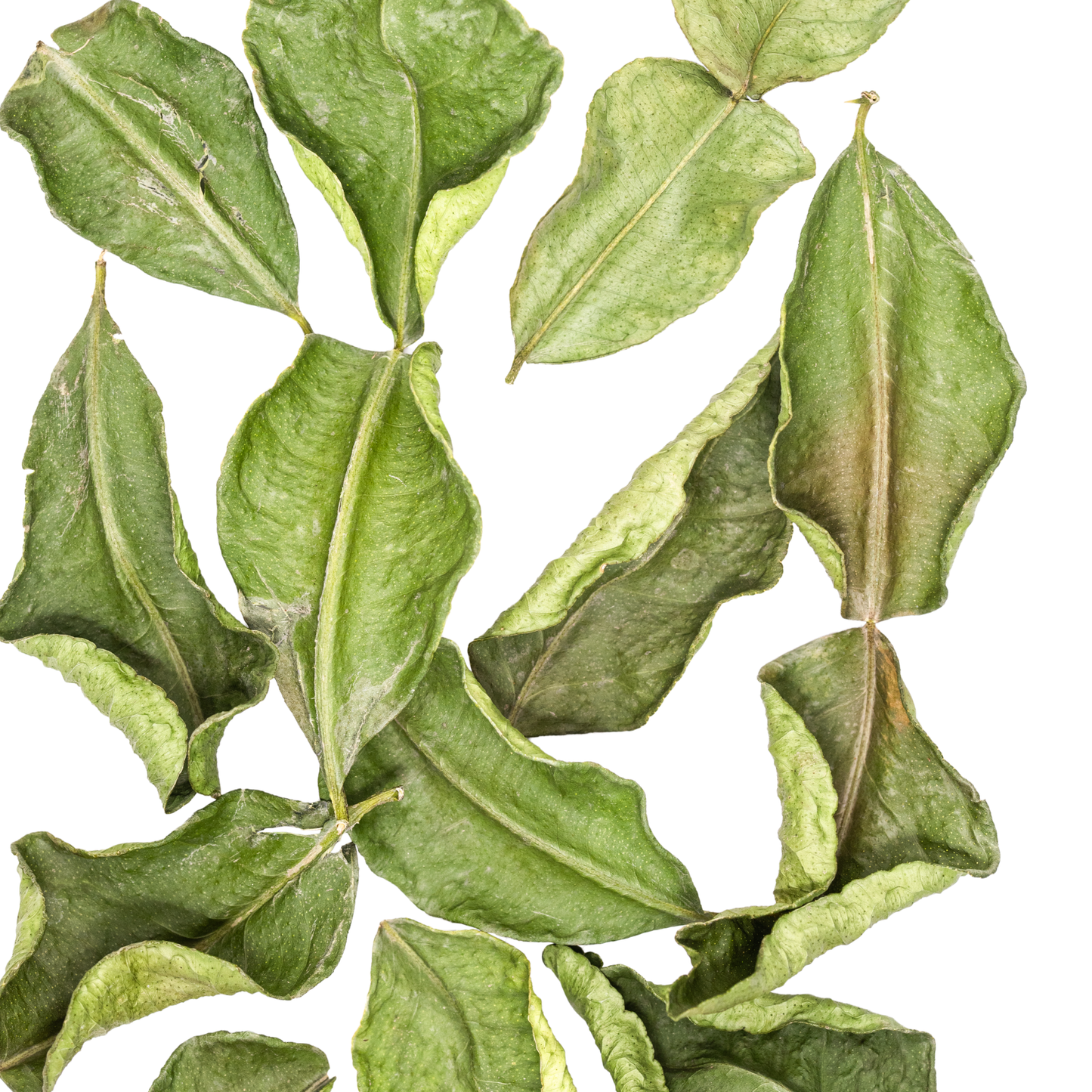 Makrut Lime Leaves