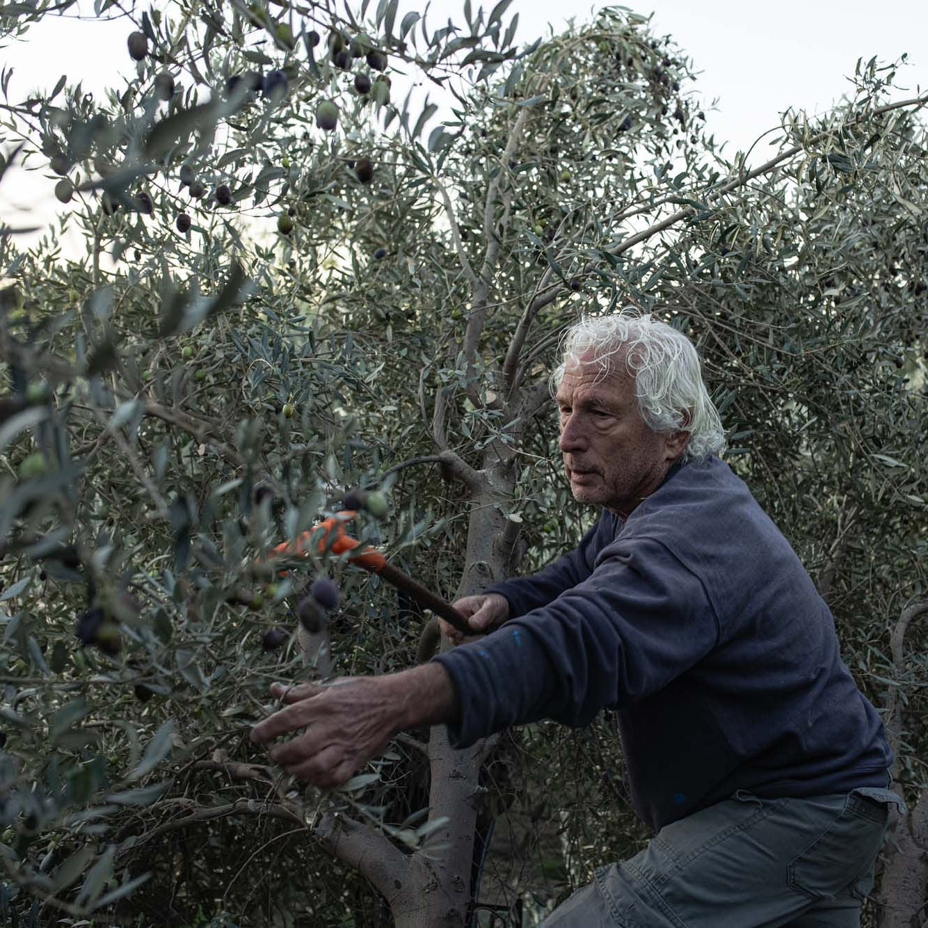 Moshe Olive Oil