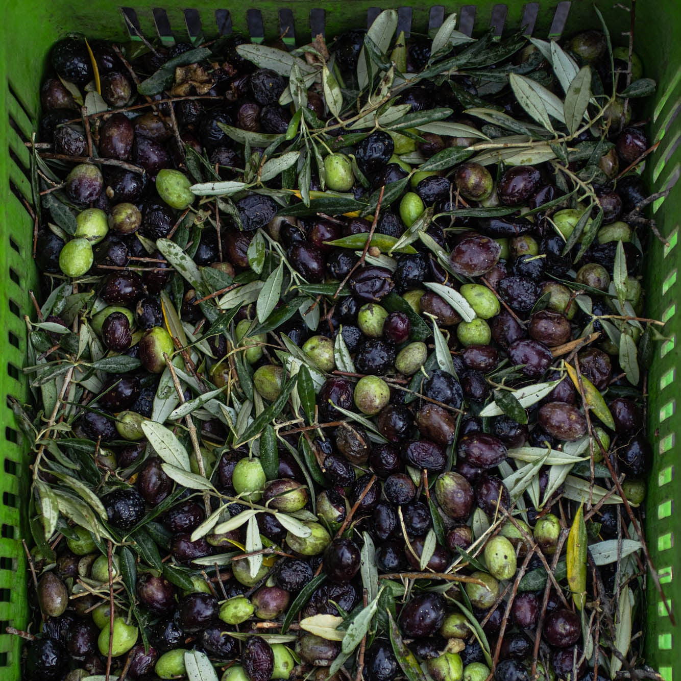 Moshe Olive Oil
