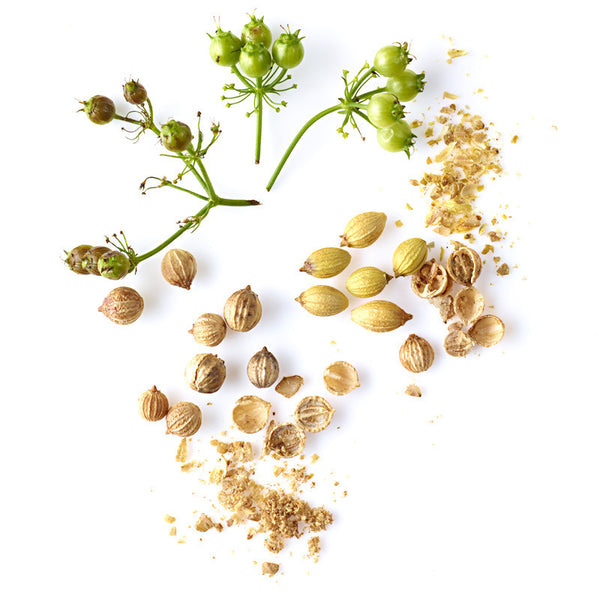 up close of coriander seeds