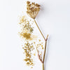 fennel seeds up close