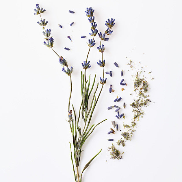 lavender plant up close