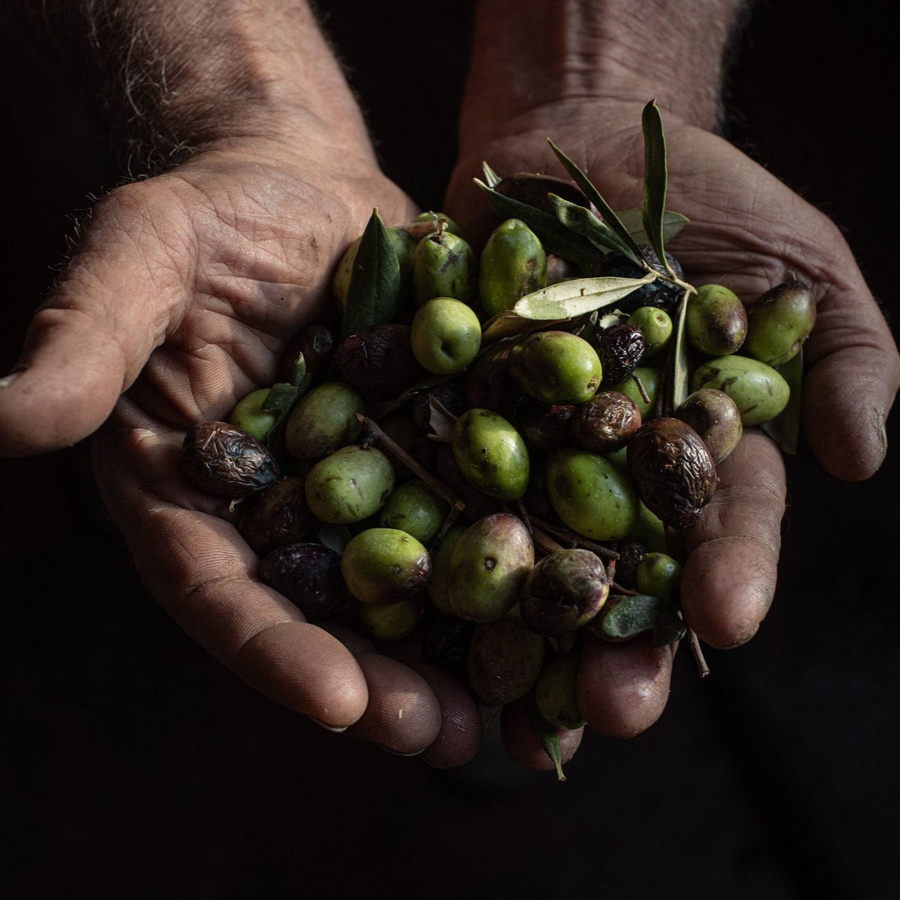 Moshe Olive Oil