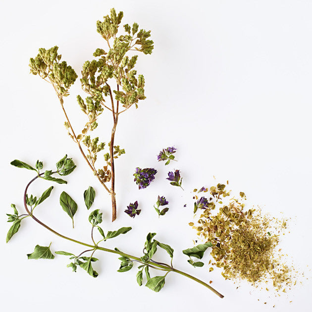 oregano up close